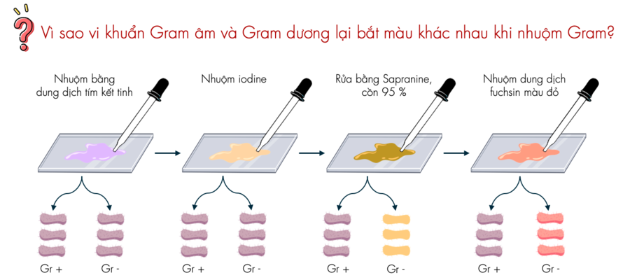 phương pháp nhuộm màu gram