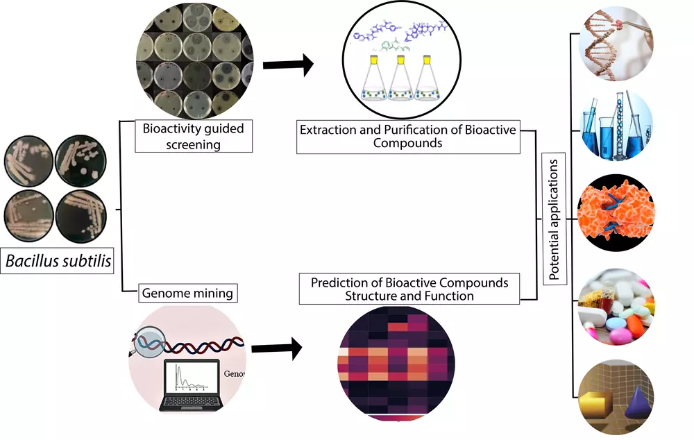 ứng dụng của bacillus subtilis