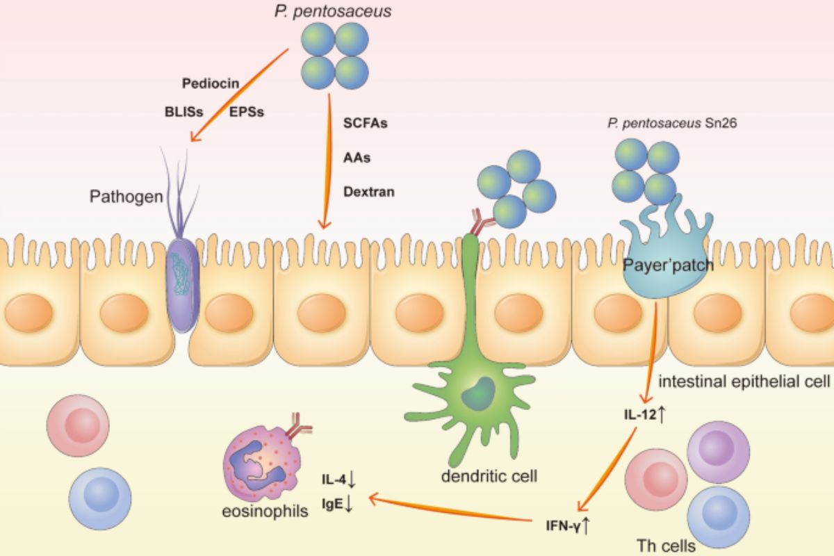 vi khuẩn lactic kích thích miễn dịch trên tôm