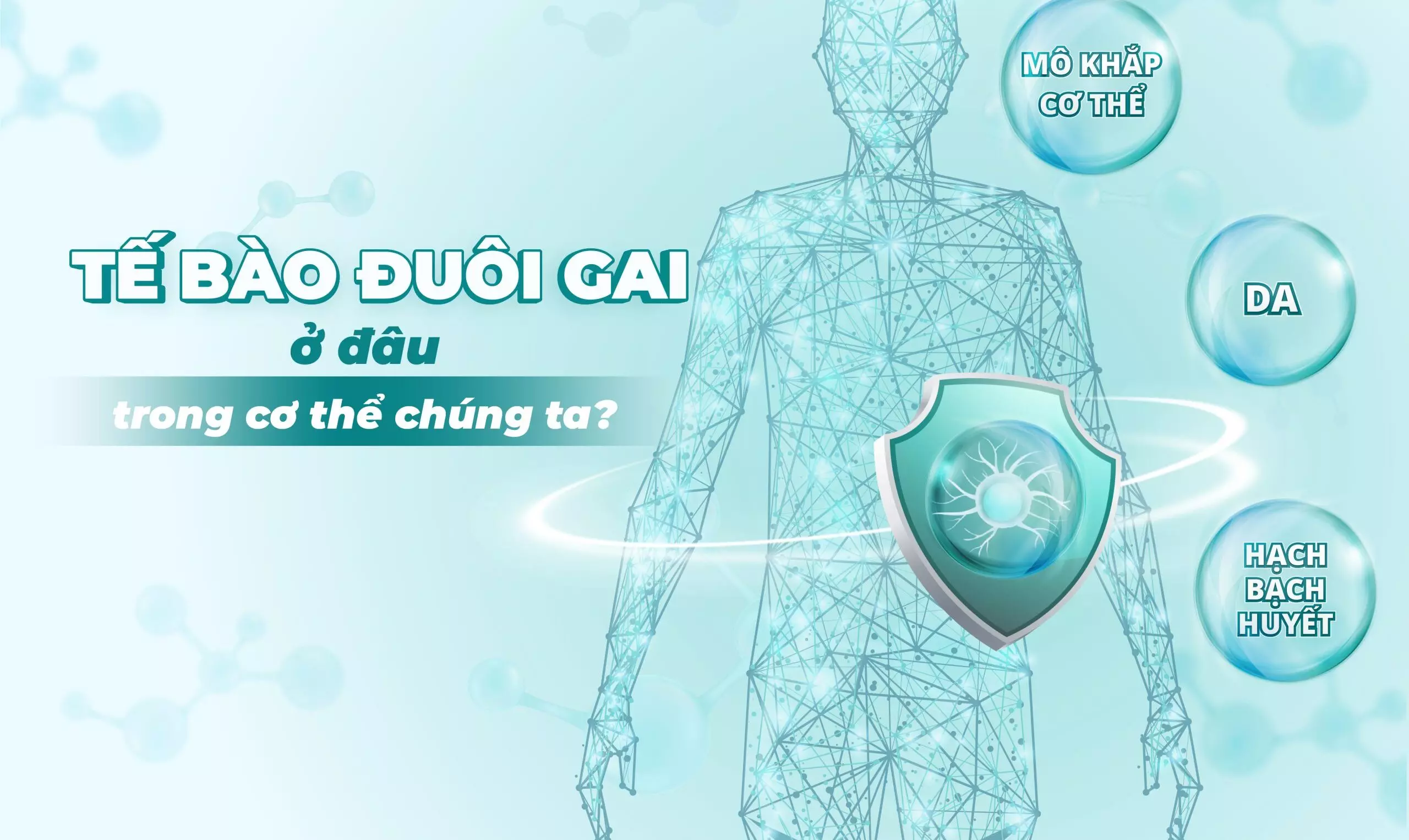 phân bổ tế bào đuôi gai trong cơ thể