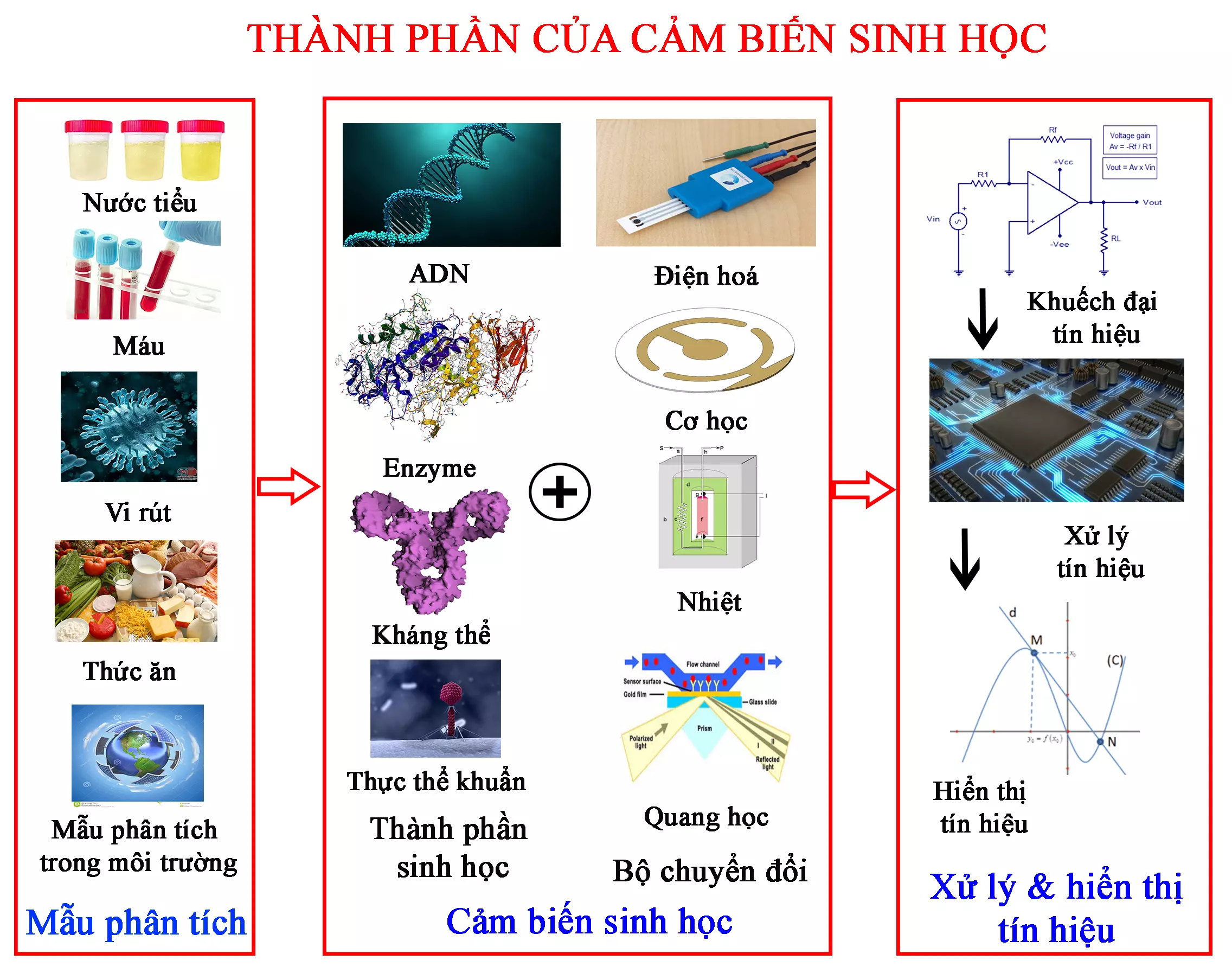 thành phần cảm biến sinh học