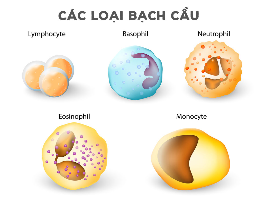 bạch cầu lymphosyte