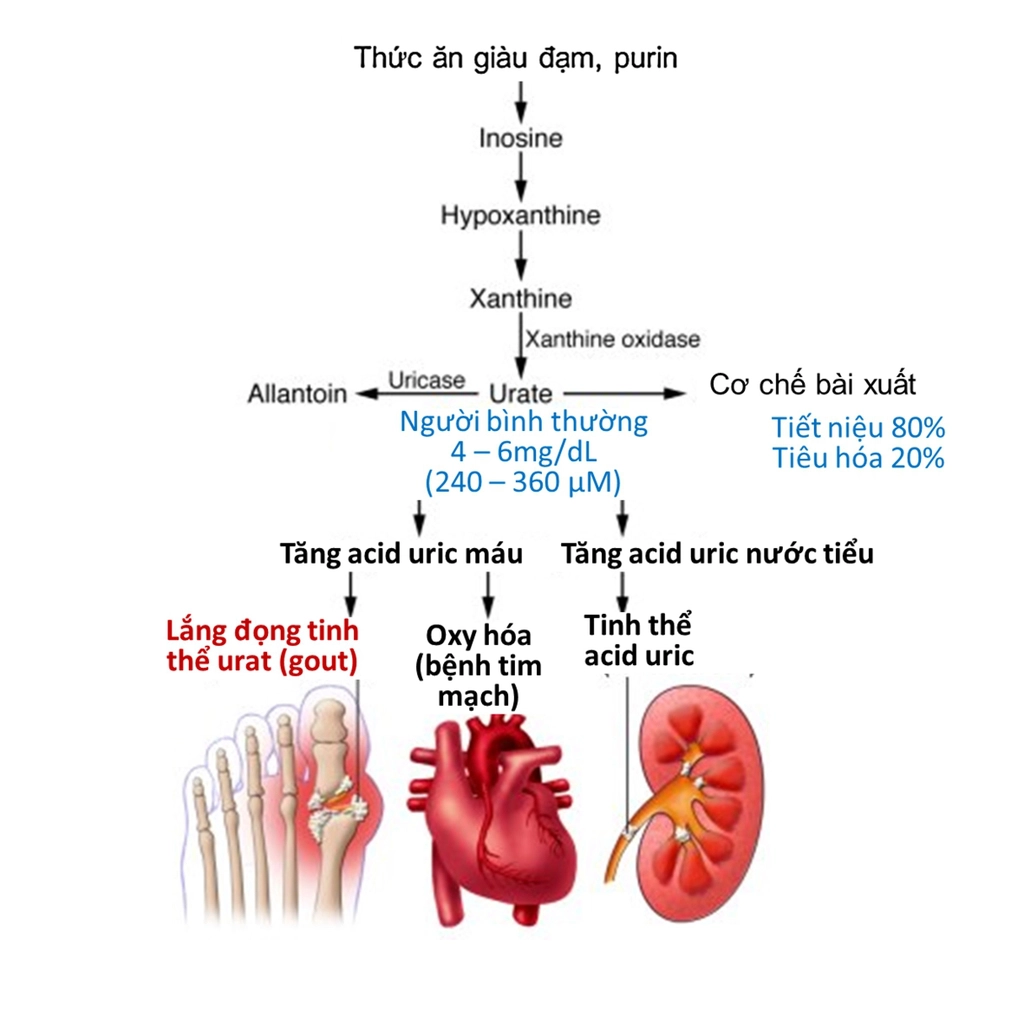 thực phẩm làm tăng lượng acid uric