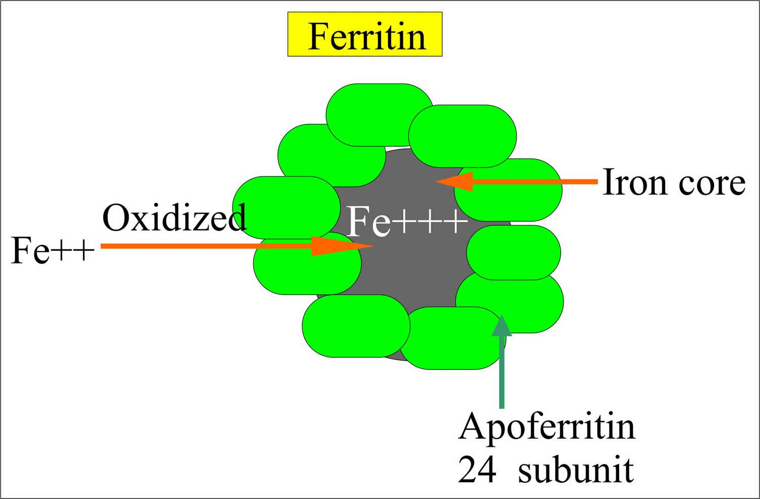 các dạng chuyển hóa ferritin