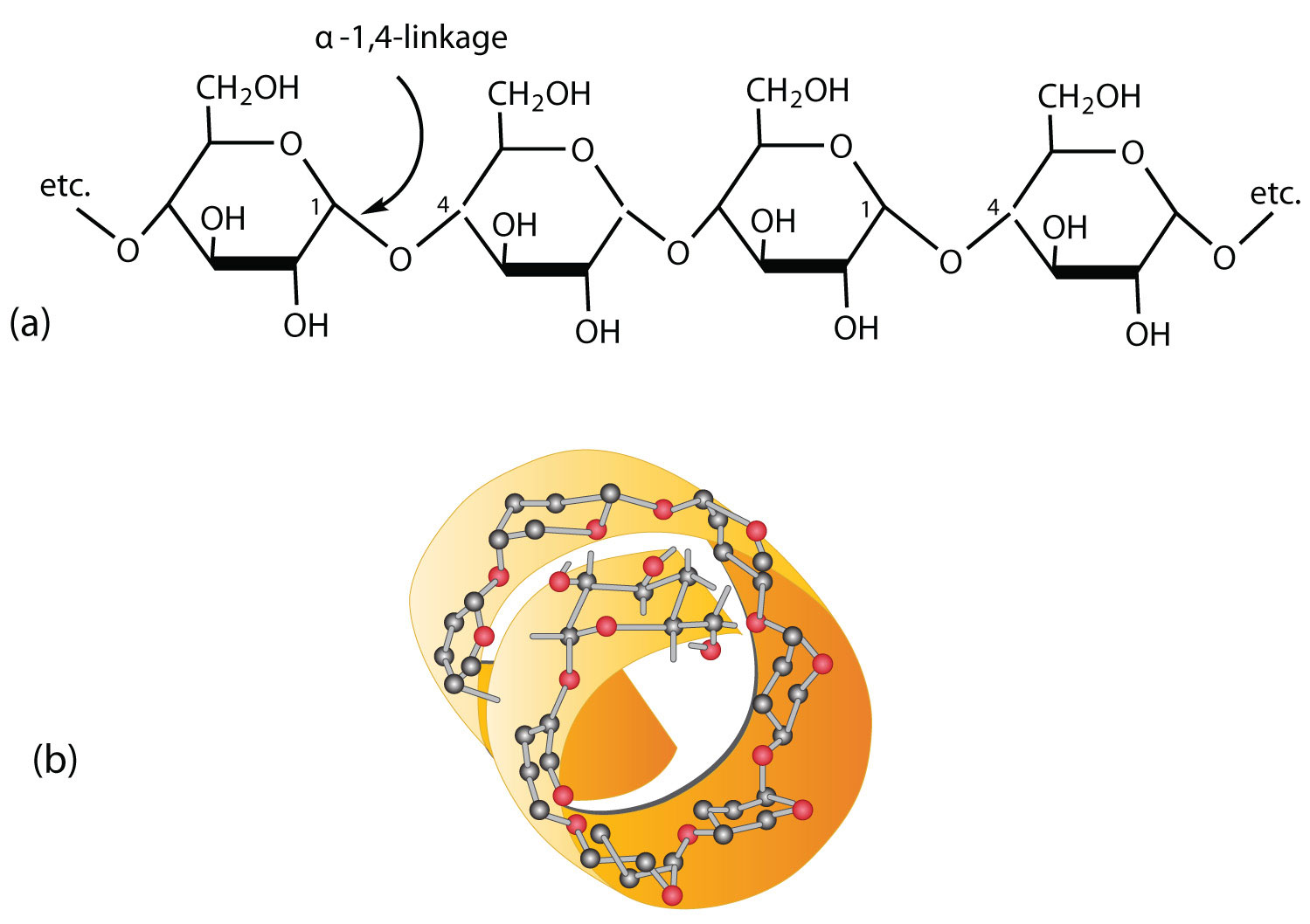 cấu trúc của polysaccharide