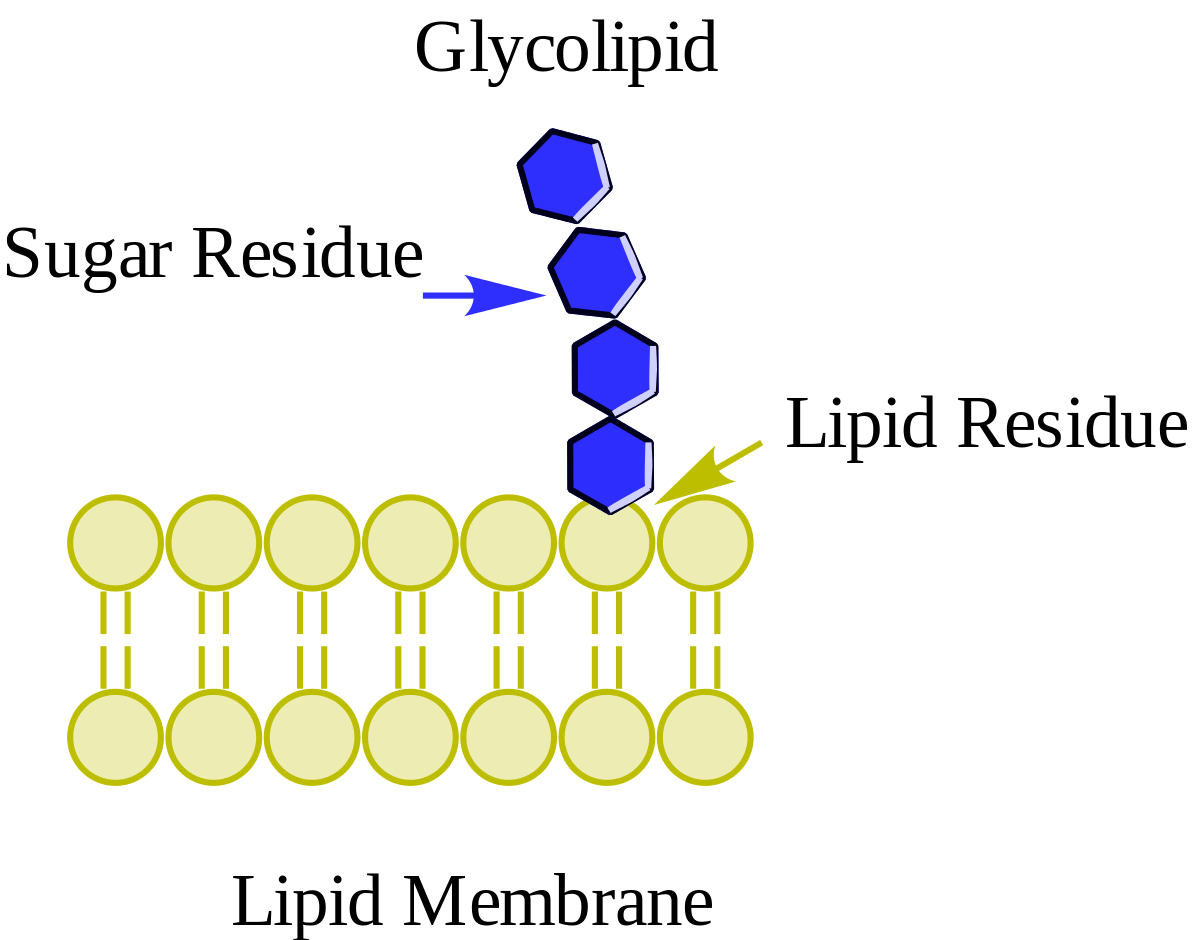 glycolipid