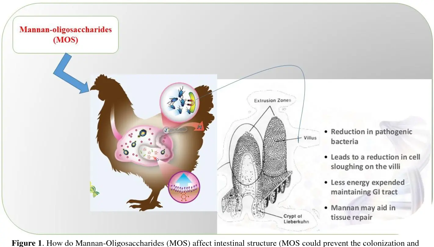 vai trò của mannan oligosaccharide