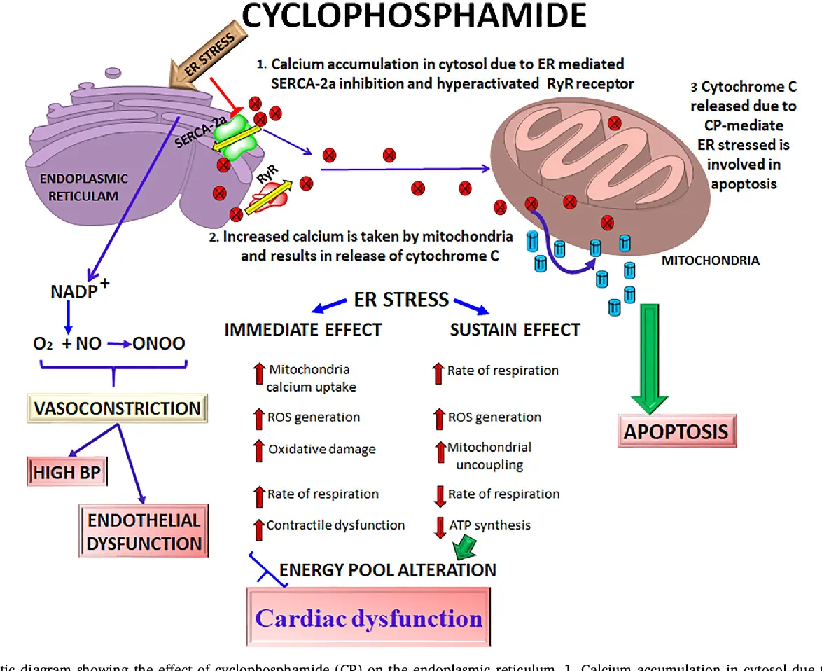 cơ chế cyclophosphamide