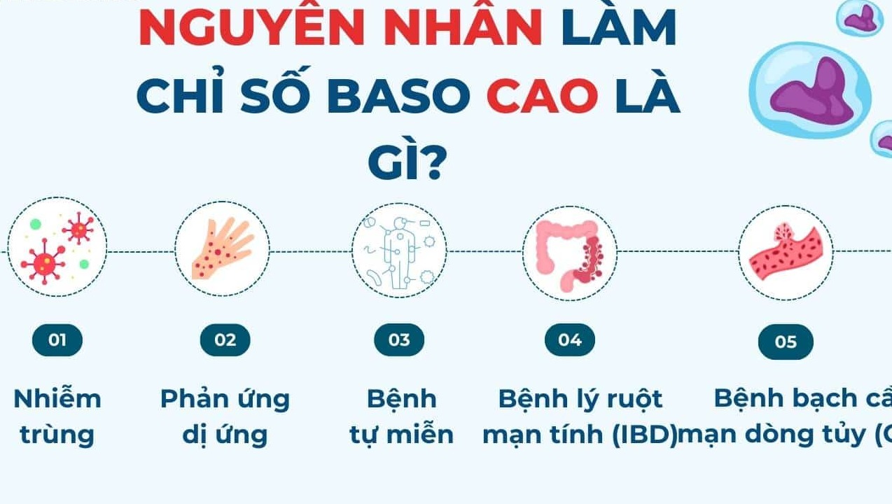 nguyên nhân khiến chỉ số baso tăng cao