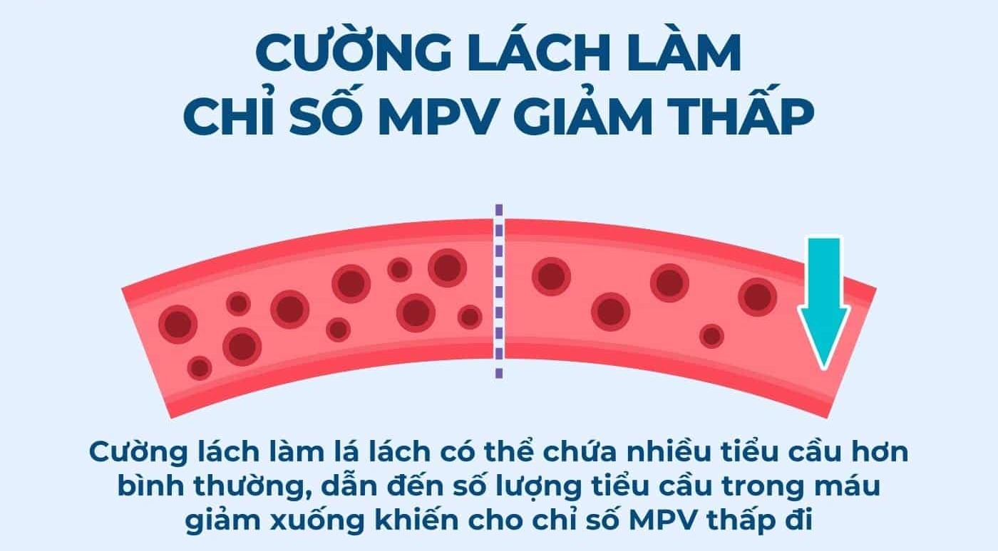 nguyên nhân làm chỉ số mpv giảm