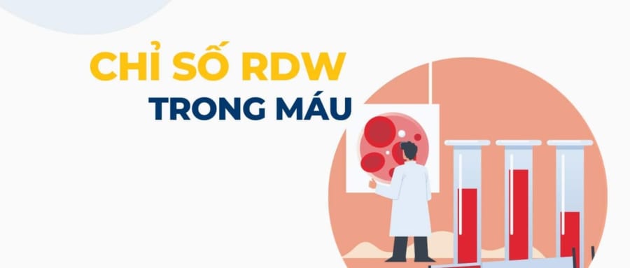 rdw trong xét nghiệm máu là gì