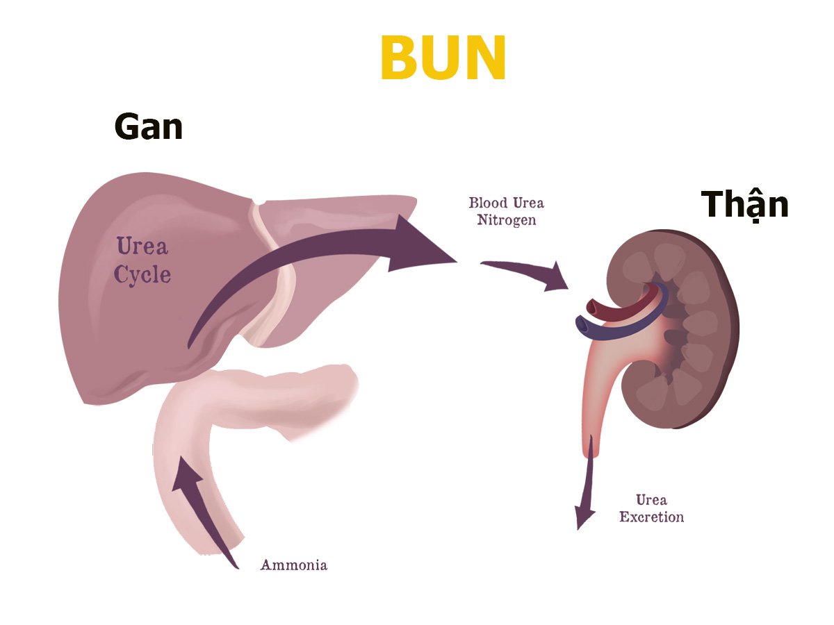 Các yếu tố ảnh hưởng đến chỉ số B.U.N