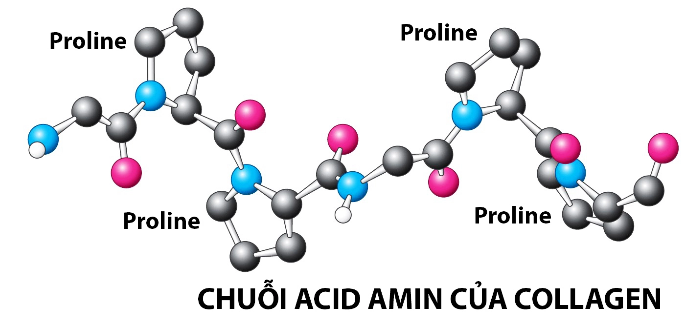 chuỗi amino acid của collagen