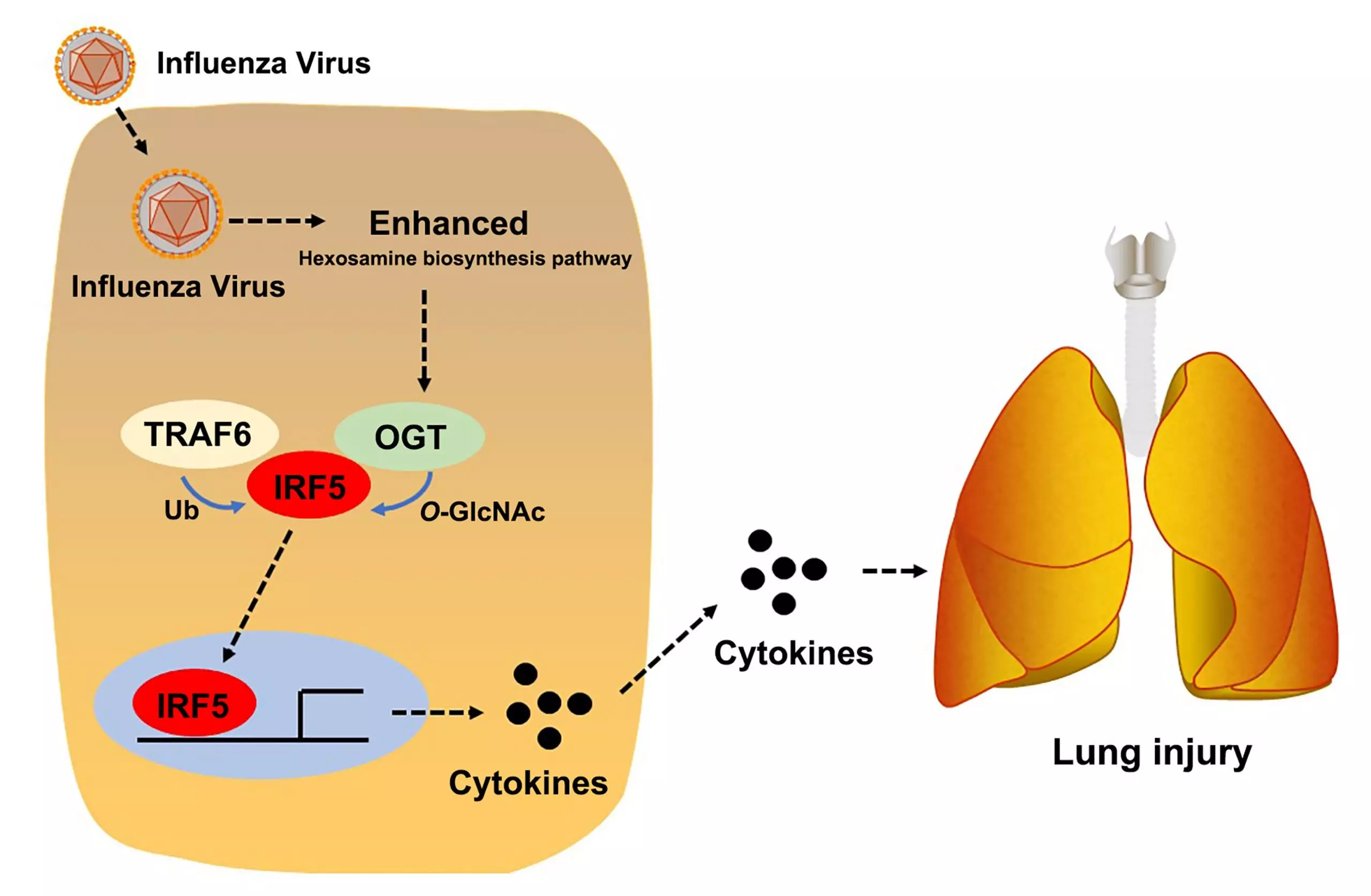 nguyên nhân gây bão cytokine do virus