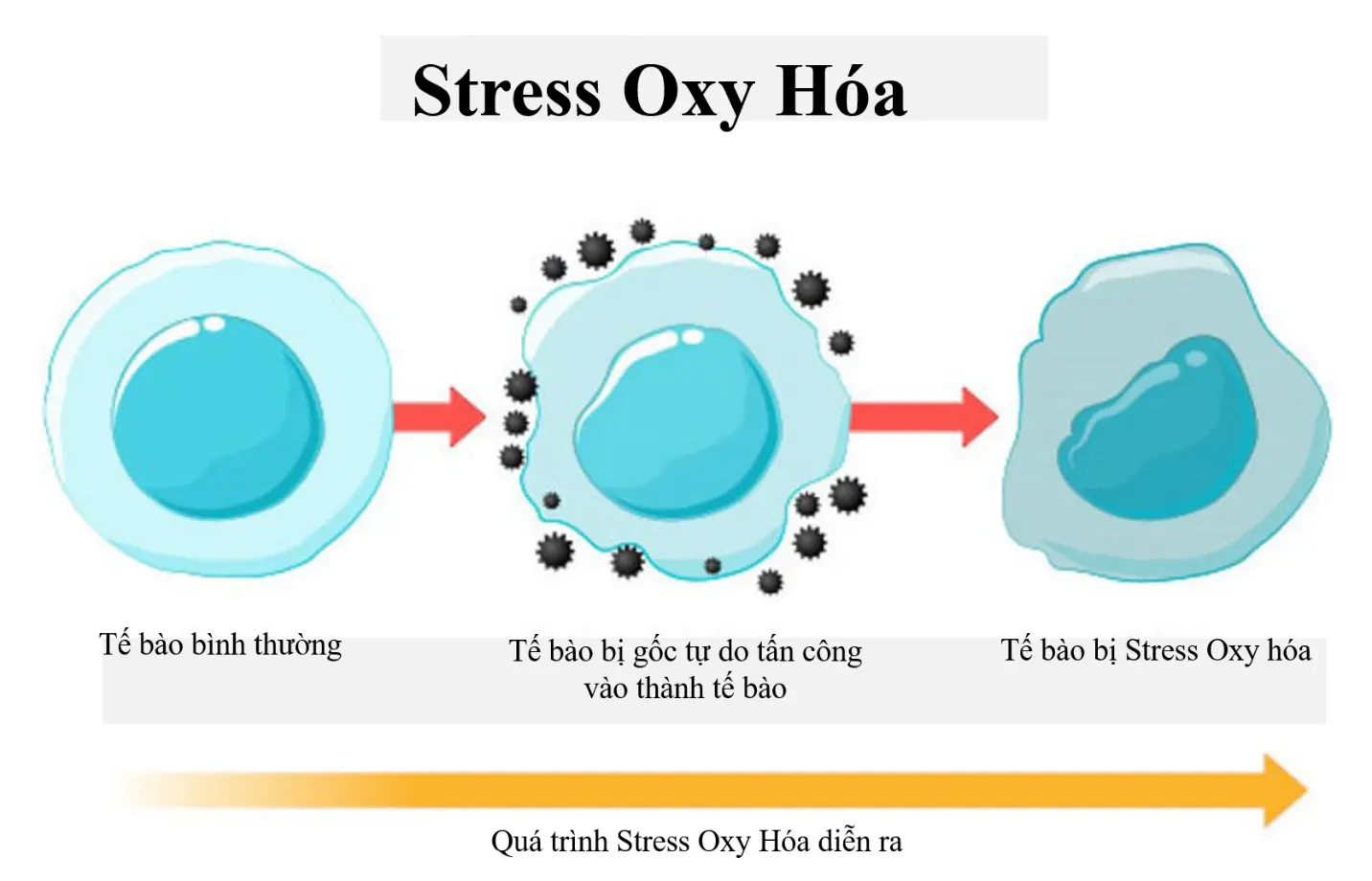 quá trình stress oxy hóa