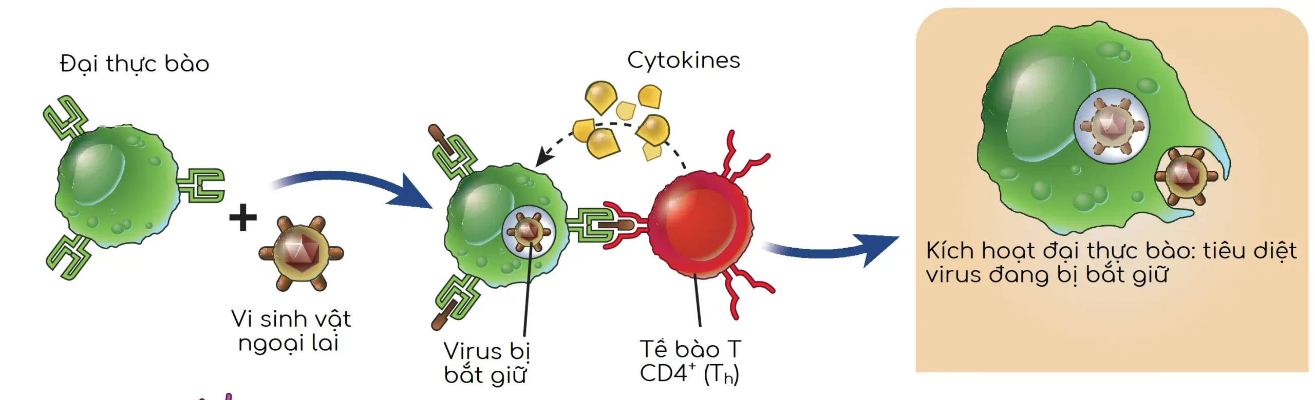 vai trò của cytokine