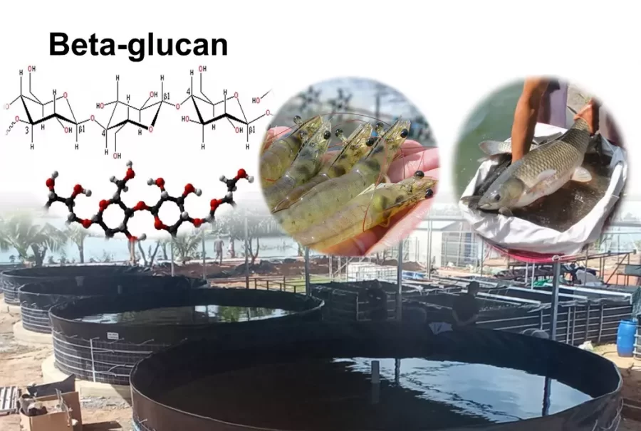 beta glucan trong thủy sản