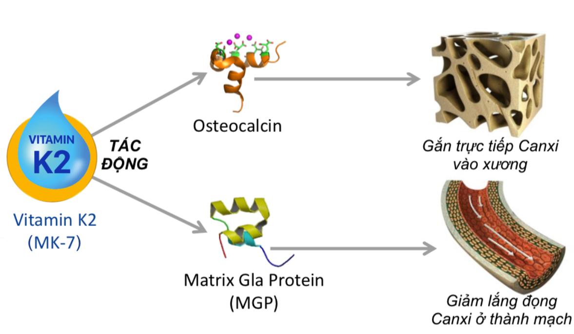 vai trò của vitamin k2